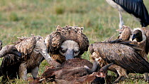 Ruppell's vultures (Gyps rueppelli) and white-backed vultures (Gyps africanus) feeding on a carcass of a young wildebeest, Maasai Mara National Reserve, Kenya, September. Both the Ruppell's vulture an...