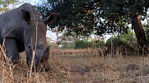 White rhinoceros (Ceratotherium simum) walking past a remote camera, Ziwa Rhino Sanctuary, Uganda, March.