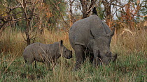 White rhinoceros (Ceratotherium simum) calf suckling whilst its mother grazes with piapiac (Ptilostomus afer) birds landing on her back, Ziwa Rhino Sanctuary, Uganda, March.