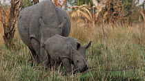 White rhinoceros (Ceratotherium simum) calf suckling from its mother who is grazing, the calf then finishes and walks away from her, Ziwa Rhino Sanctuary, Uganda, March.