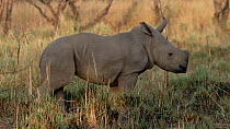 White rhinoceros (Ceratotherium simum) calf waking up then walking to its mother, Ziwa Rhino Sanctuary, Uganda, March.