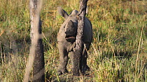 White rhinoceros (Ceratotherium simum) calf chewing on a leaf bud low down on a tree, Ziwa Rhino Sanctuary, Uganda, March.