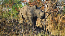 White rhinoceros (Ceratotherium simum) calf standing in grassland, Ziwa Rhino Sanctuary, Uganda, March.