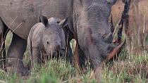 White rhinoceros (Ceratotherium simum) mother and calf grazing on grassland, Ziwa Rhino Sanctuary, Uganda, March.