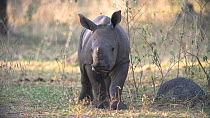 White rhinoceros (Ceratotherium simum) calf grazing, Ziwa Rhino Sanctuary, Uganda, March.