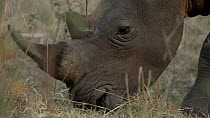 White rhinoceros (Ceratotherium simum) grazing, Ziwa Rhino Sanctuary, Uganda, March.
