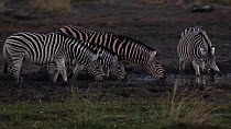Small group of Plains zebra (Equus quagga) drinking at a waterhole, one stops to check for predators before another zebra walks away, Mapungubwe National Park, South Africa, July.