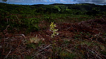 Camera moving around a Lesser butterfly orchid (Platanthera bifolia) on moorland in Devon, United Kingdom.