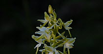 Camera moving around a Lesser butterfly orchid (Platanthera bifolia) on moorland, Devon, United Kingdom. The lesser butterfly orchid was a priority species for the Back from the Brink project, June.