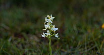 A tilting up shot revealing the Lesser butterfly orchid (Platanthera bifolia) on moorland, Devon, United Kingdom.