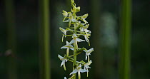 A tilting up shot revealing the Lesser butterfly orchid (Platanthera bifolia) on moorland, Devon, United Kingdom.