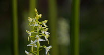 Pull focus of a Lesser butterfly orchid (Platanthera bifolia) on moorland in Devon, United Kingdom.