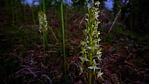A dolly shot through a cluster of Lesser butterfly orchid (Platanthera bifolia) flowers, Devon, United Kingdom.