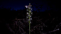A moth visiting a Lesser butterfly orchid (Platanthera bifolia) at night before flying away, Devon, United Kingdom.