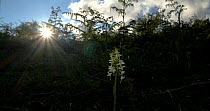 Camera moving around a Lesser butterfly orchid (Platanthera bifolia) on moorland in Devon, United Kingdom, June.