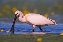 Spoonbill ( Platalea leucorodia) wading, with yellow Water-lily flowers, Hungary