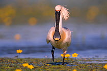 Spoonbill ( Platalea leucorodia), with yellow flowers of Fringed Water-lily, Hungary