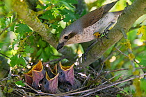 Red-backed shrike (Lanius collurio), female with chicks gaping, begging for food, Germany
