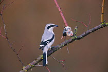 Great Grey shrike (Lanius excubitor) with mouse, prey impaled on thorn, Germany