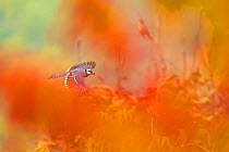 Blue Jay (Cyanocitta cristata) in flight carrying an acorn, photographed through red autumn foliage, October, Ithaca, New York, USA.Commended in the Inspirational Encounters category of the Bird Photo...