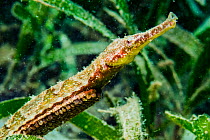 Double-ended pipefish (Syngnathoides biaculeatus) with eggs. Manado, North Sulawesi, Indonesia.