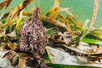 Tape seagrass (Enhalus acoroides) fruit. Alor, Indonesia.