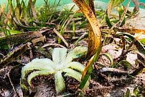 Tape seagrass (Enhalus acoroides) flower. Alor, Indonesia.