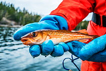 Atlantic cod (Gadus morhua) juvenile held by researcher from Department of Fisheries and Oceans Canada after implanting a radio tag to track fish&#39;s movements. Newfoundland, Canada. May 2019.