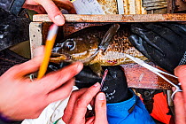 Researchers from Department of Fisheries and Oceans Canada stitching up Atlantic cod (Gadus morhua) juvenile after implanting a radio tag to track the fish&#39;s movements. Newfoundland, Canada. May 2...
