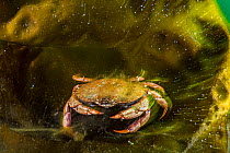 Atlantic rock crab (Cancer irroratus) sheltering in Kelp. Newfoundland, Canada. May.
