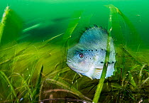 Lumpfish (Cyclopterus lumpus) sheltering in Eelgrass (Zostera marina) bed. Lumpfish are hunted for their roe to produce caviar and are considered threatened in Canada. Terra Nova National Park, Newfou...