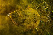 Winter Flounder (Pseudopleuronectes americanus) amongst Algae in seagrass bed. Newfoundland, Canada. May.