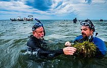 The Nature Conservancy scientist Bo Lusk teaching volunteer how to collect Eelgrass (Zostera marina) seeds for seagrass restoration project. Project led by Virginia Institute of Marine Science, Virgin...