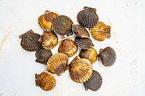 Bay scallops (Argopecten irradians). The Virginia scallop fishery collapsed in the 1930s as seagrass beds disappeared from the area. Raising scallops in cages where they are protected from predators a...