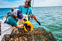 Researchers from the Virginia Institute of Marine Science pouring Scallops (Argopecten irradians) into cage. The Virginia scallop fishery collapsed in the 1930s as seagrass beds disappeared from the a...