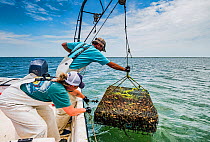 Researchers from the Virginia Institute of Marine Science lowering Scallop (Argopecten irradians) cage into sea. The Virginia scallop fishery collapsed in the 1930s as seagrass beds disappeared from t...