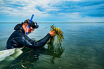 The Nature Conservancy volunteer collecting Eelgrass (Zostera marina) shoots with seeds. Part of the largest seagrass bed restoration project in the world led by Virginia Institute of Marine Science....