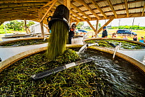Researchers from The Nature Conservancy pouring Eelgrass (Zostera marina) into large tank where seeds will separate from leaves for later dispersal. Part of the largest seagrass bed restoration projec...