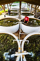 Scientists from The Nature Conservancy using their bodies to stir Eelgrass (Zostera marina) in large tanks where seeds will separate from leaves for later dispersal. Part of the largest seagrass bed r...