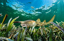 Nurse shark (Ginglymostoma cirratum) hunting in Turtlegrass (Thalassia testudinum) bed. Florida Keys, Florida, USA.