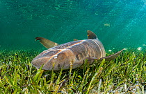 Nurse shark (Ginglymostoma cirratum) hunting in Turtlegrass (Thalassia testudinum) bed. Florida Keys, Florida, USA.