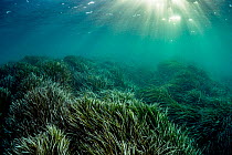 Neptune seagrass (Posidonia oceanica) bed, sun rays shining through water. A patch of seagrass bed in the Mediterranean sea is considered to be the oldest living organism on earth. Spain. June.
