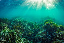 Neptune seagrass (Posidonia oceanica) bed, sun rays shining through water. A patch of seagrass bed in the Mediterranean sea is considered to be the oldest living organism on earth. Spain. June.