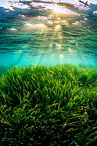 Neptune seagrass (Posidonia oceanica) bed, illuminated by sun rays shining through water. A patch of seagrass bed in the Mediterranean sea is considered to be the oldest living organism on earth. Spai...