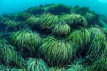 Neptune seagrass (Posidonia oceanica) bed. A patch of seagrass bed in the Mediterranean sea is considered to be the oldest living organism on earth. Spain. June.