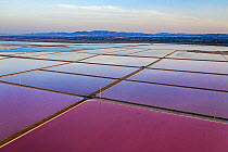 Aerial view of salt pans, pink from pigment of Bacteria (Halobacterium) which thrive in highly saline environments. Salt extracted here is shipped throughout Europe. Santa Pola, Valencian Community, S...