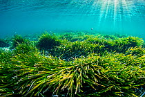 Sun rays shining onto Neptune seagrass (Posidonia oceanica) bed. A patch of this seagrass bed is considered to be the oldest living organism on earth. Spain. June.