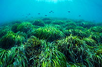 Neptune seagrass (Posidonia oceanica) bed with Fish shoaling above. A patch of this seagrass bed is considered to be the oldest living organism on earth. Spain. June.