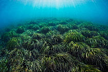 Neptune seagrass (Posidonia oceanica) bed. A patch of this seagrass bed is considered to be the oldest living organism on earth. Spain. June.
