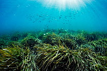 Neptune seagrass (Posidonia oceanica) bed with Fish shoaling above. A patch of this seagrass bed is considered to be the oldest living organism on earth. Spain. June.
